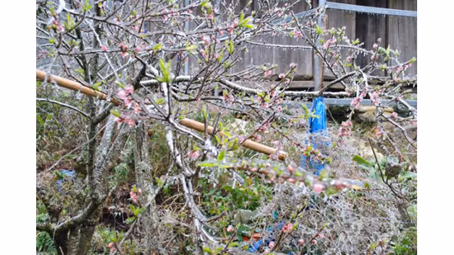  Des pêchers ont gelé à Sa Pa ảnh 2