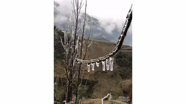  Des pêchers ont gelé à Sa Pa ảnh 9