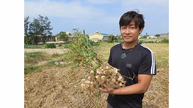 Ly Son à la saison des ails mûrs ảnh 5