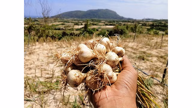 Ly Son à la saison des ails mûrs ảnh 13
