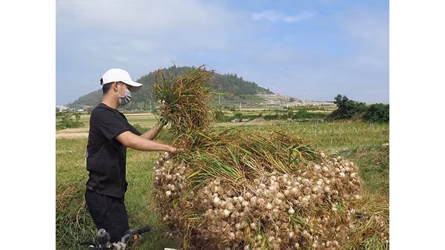 Ly Son à la saison des ails mûrs ảnh 3
