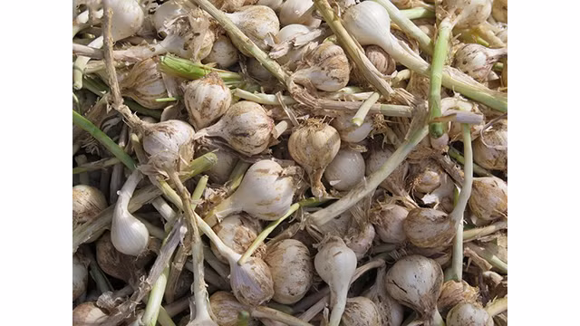 Ly Son à la saison des ails mûrs ảnh 6