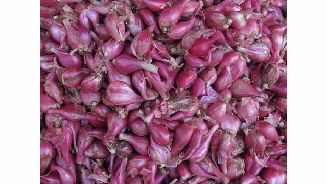 Ly Son à la saison des ails mûrs ảnh 16