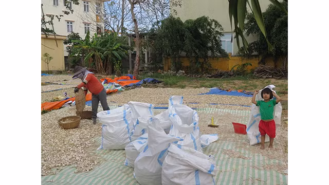 Ly Son à la saison des ails mûrs ảnh 10