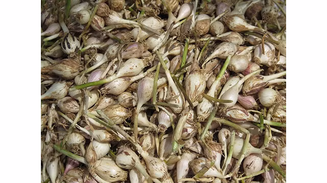 Ly Son à la saison des ails mûrs ảnh 8