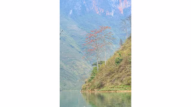 La rivière Nho Quê brille à la saison des fleurs de Bombax ảnh 16 La rivière Nho Quê brille à la saison des fleurs de Bombax ảnh 16