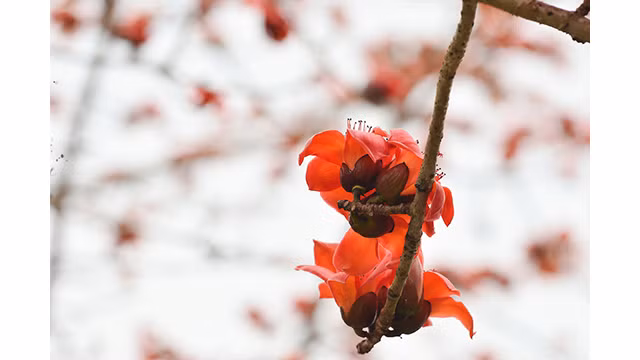 La rivière Nho Quê brille à la saison des fleurs de Bombax ảnh 15 La rivière Nho Quê brille à la saison des fleurs de Bombax ảnh 15