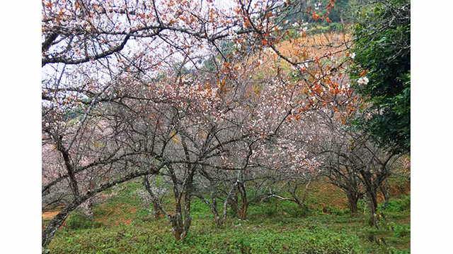 La beauté surprenante au paradis de fleurs d’abricotier à Môc Châu ảnh 7