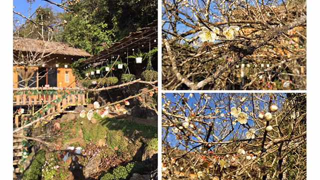 La beauté surprenante au paradis de fleurs d’abricotier à Môc Châu ảnh 2