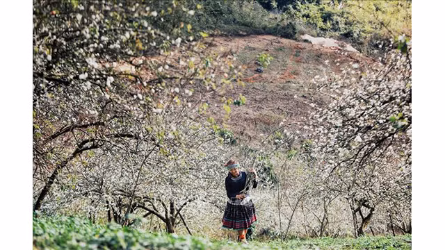 Beauté surprenante des fleurs de pruniers à Môc Châu ảnh 1