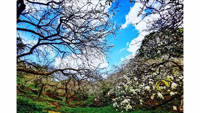 Beauté surprenante des fleurs de pruniers à Môc Châu ảnh 2 Beauté surprenante des fleurs de pruniers à Môc Châu ảnh 2