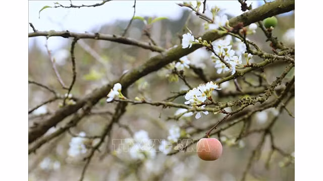 Beauté surprenante des fleurs de pruniers à Môc Châu ảnh 5 Beauté surprenante des fleurs de pruniers à Môc Châu ảnh 5