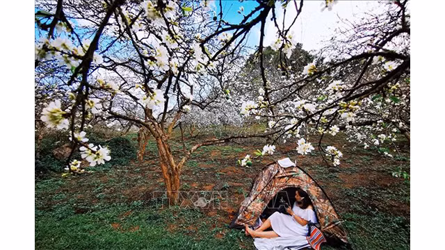 Beauté surprenante des fleurs de pruniers à Môc Châu ảnh 3 Beauté surprenante des fleurs de pruniers à Môc Châu ảnh 3