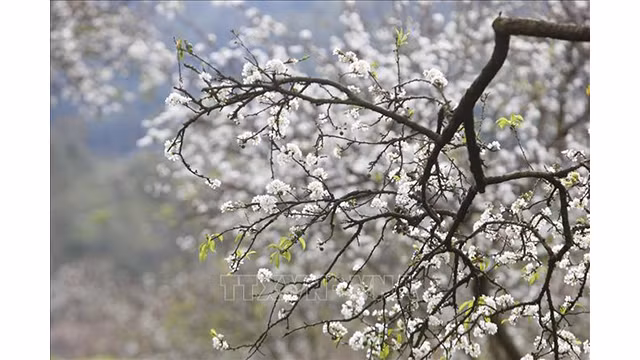 Beauté surprenante des fleurs de pruniers à Môc Châu ảnh 6 Beauté surprenante des fleurs de pruniers à Môc Châu ảnh 6