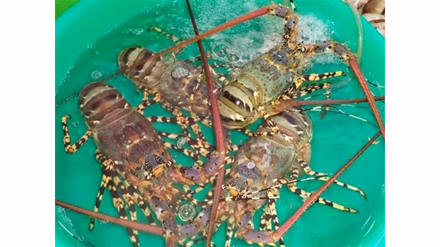 Venir à l'île de Binh Ba pour admirer la belle nature et déguster des fruits de mer frais ảnh 1