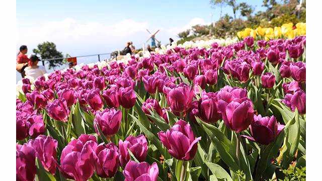 Les tulipes du mont Bà Den ảnh 6 Les tulipes du mont Bà Den ảnh 6