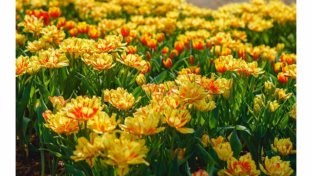 Les tulipes du mont Bà Den ảnh 5 Les tulipes du mont Bà Den ảnh 5