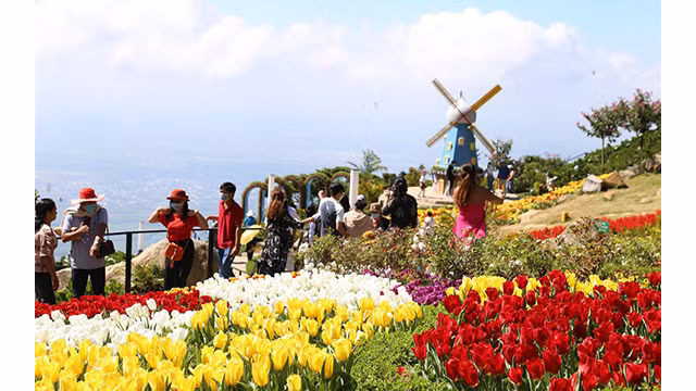 Les tulipes du mont Bà Den ảnh 7 Les tulipes du mont Bà Den ảnh 7