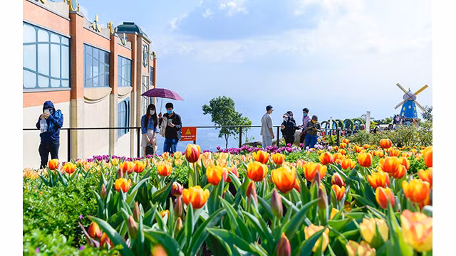 Les tulipes du mont Bà Den ảnh 4
