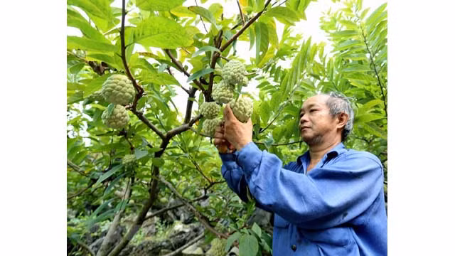 Lang Son : saison de récolte des pommes cannelles ảnh 2