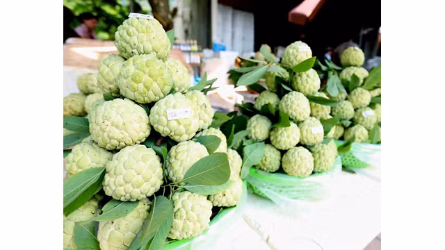 Lang Son : saison de récolte des pommes cannelles ảnh 8