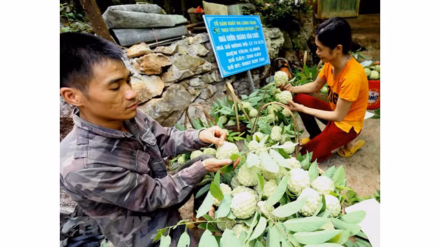Lang Son : saison de récolte des pommes cannelles ảnh 6