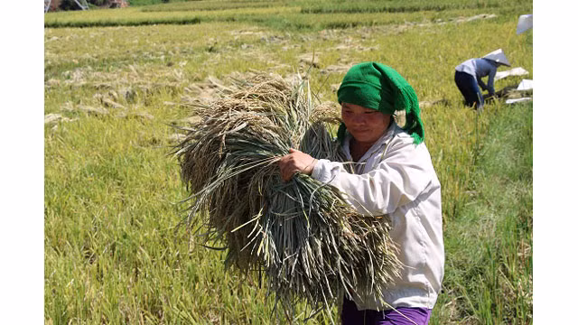 Saison de récolte du riz dans l'un des plus grands champs de rizières de la région du Nord-Ouest ảnh 2 Saison de récolte du riz dans l'un des plus grands champs de rizières de la région du Nord-Ouest ảnh 2