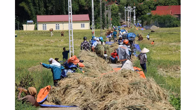 Saison de récolte du riz dans l'un des plus grands champs de rizières de la région du Nord-Ouest ảnh 6