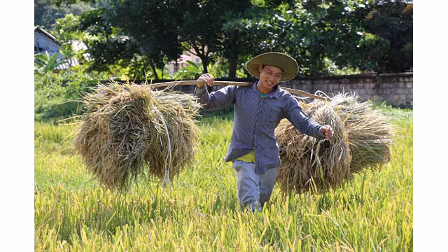 Saison de récolte du riz dans l'un des plus grands champs de rizières de la région du Nord-Ouest ảnh 4 Saison de récolte du riz dans l'un des plus grands champs de rizières de la région du Nord-Ouest ảnh 4