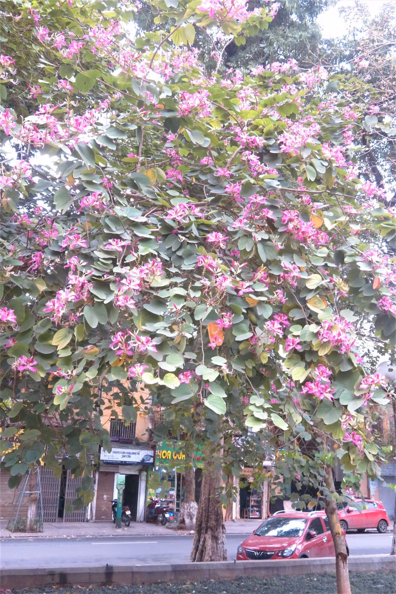 Les fleurs de bauhinie embellissent Hanoï et sa banlieue ảnh 5