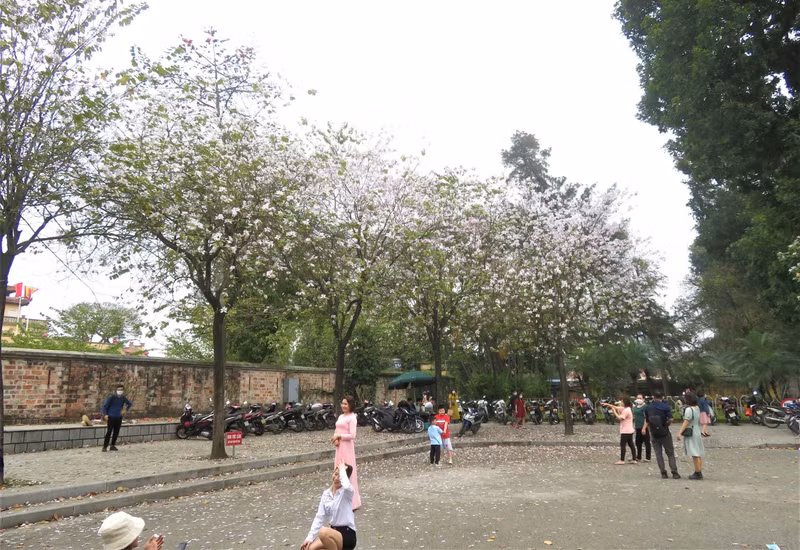 Les fleurs de bauhinie embellissent Hanoï et sa banlieue ảnh 1
