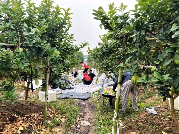Visite des jardins de cédratiers mains-de-bouddha ảnh 15