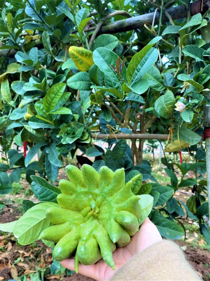 Visite des jardins de cédratiers mains-de-bouddha ảnh 8