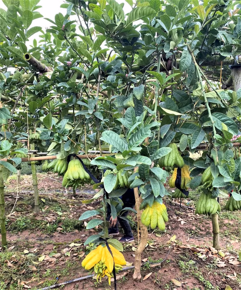 Visite des jardins de cédratiers mains-de-bouddha ảnh 12