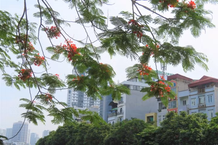Hanoi brille de fleurs de flamboyants ảnh 7 Hanoi brille de fleurs de flamboyants ảnh 7
