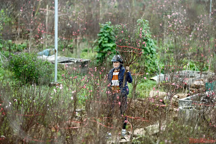Des fleurs de pêcher précoces dans les rues de Hanoi ảnh 8