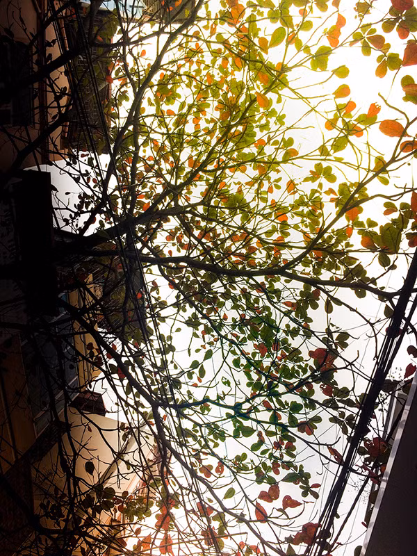 Un attrayant Hanoi en automne ảnh 2
