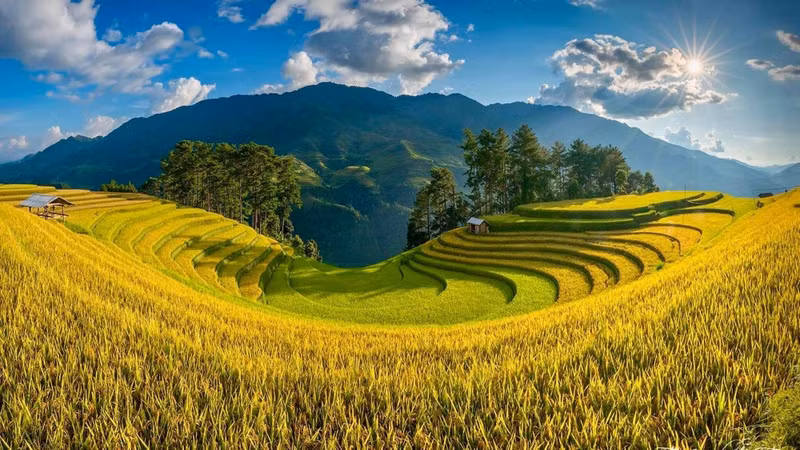 Mu Cang Chai inondé de la couleur jaune de rizières en terasse ảnh 6