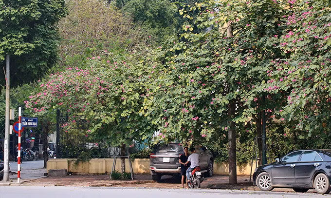 La beauté des fleurs de bauhinia à Hanoï ảnh 2 La beauté des fleurs de bauhinia à Hanoï ảnh 2