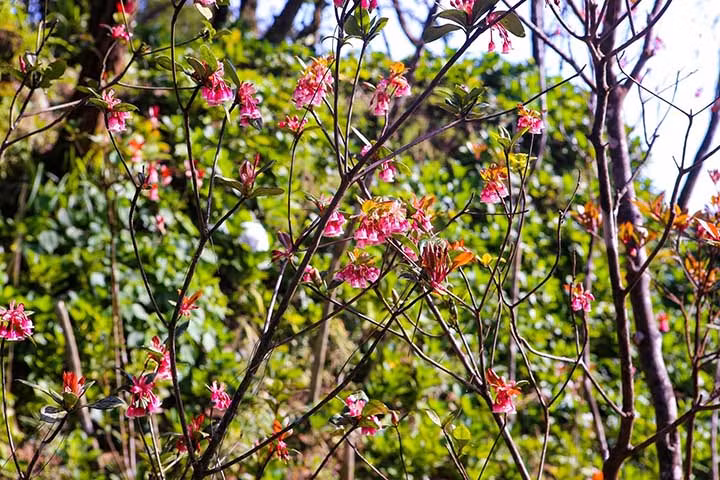 Floraison des pêchers au sommet de la montagne Bà Nà ảnh 5