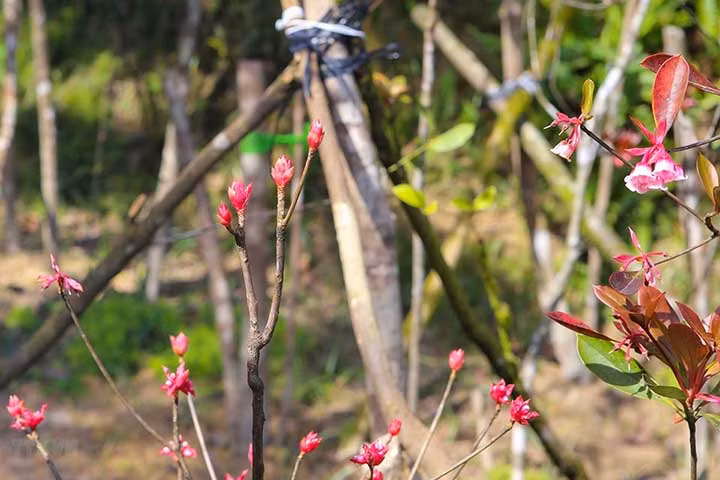 Floraison des pêchers au sommet de la montagne Bà Nà ảnh 3