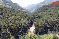 La protection des forêts de « pơ mu » offre des opportunités au développement touristique