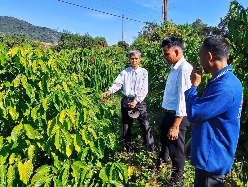 Des minorités ethniques apprennent à planter et à entretenir des caféiers. Photo : VNA.