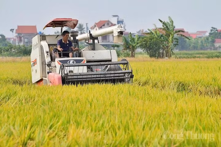 Dans une rizière au Vietnam. Photo : Congthuong.