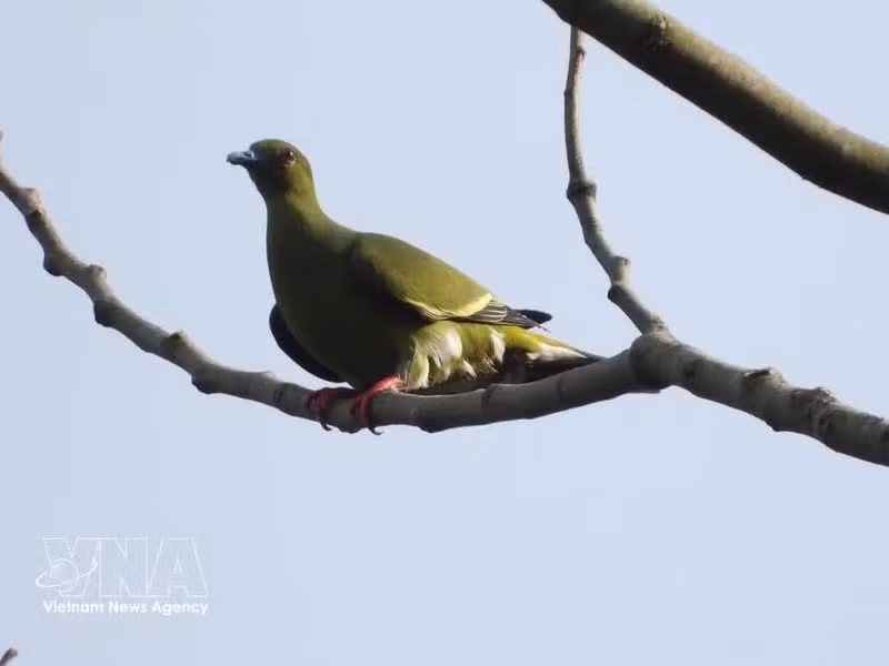 Le comité de gestion des forêts à usage spécial du Sud de Quang Tri annonce la découverte de 35 nouvelles espèces d’oiseaux dans la Réserve naturelle de Dakrong. Photo : VNA.