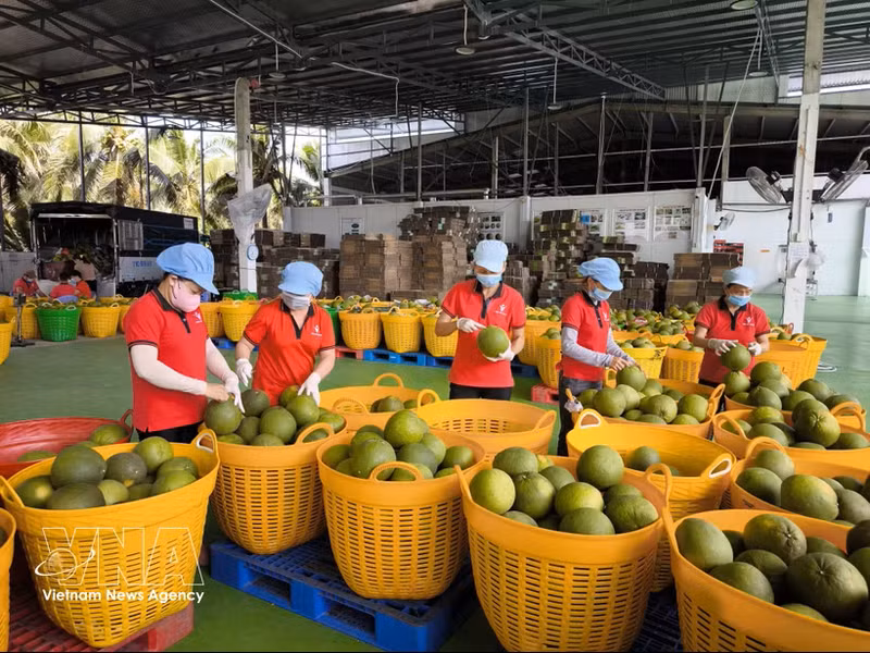 Pamplemousses destinés à l'exportation à l'usine de conditionnement Kim Thanh, commune de Giao Long, province de Vinh Long. Photo : VNA.