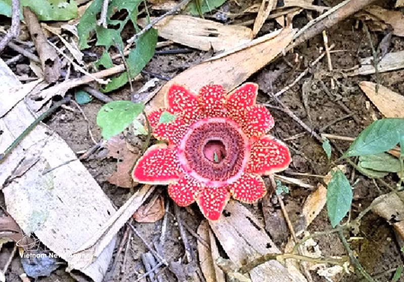 La plante rare Sapria himalayana dans le Parc national de Phong Nha – Ke Bang. Photo : VNA.
