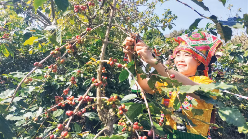 Une agricultrice de Son La récolte le café. Photo : NDEL.