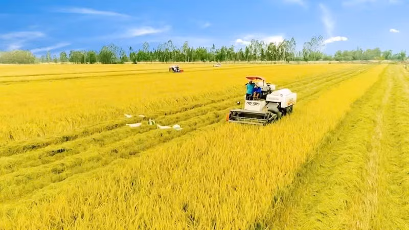 Champ de riz de haute qualité dans la commune de Gia Hoa, ville de Can Tho. Photo : Phuong Bang.