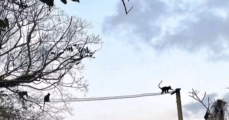 Les ponts suspendus aident les langurs Hà Tinh à se déplacer plus facilement. Photo : CTV/CVN.